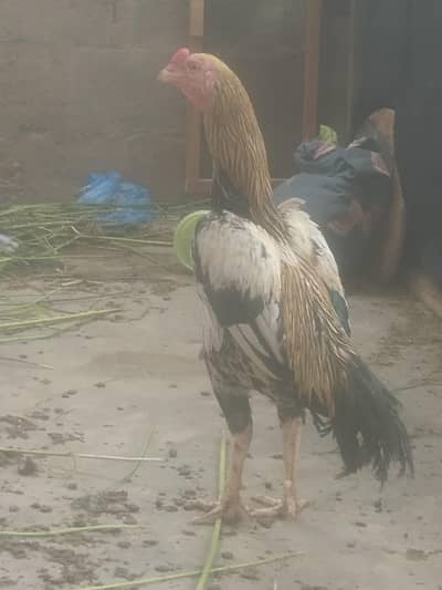 shamo coross pttaha, VIP braidar khari rakht pattha o3152041402