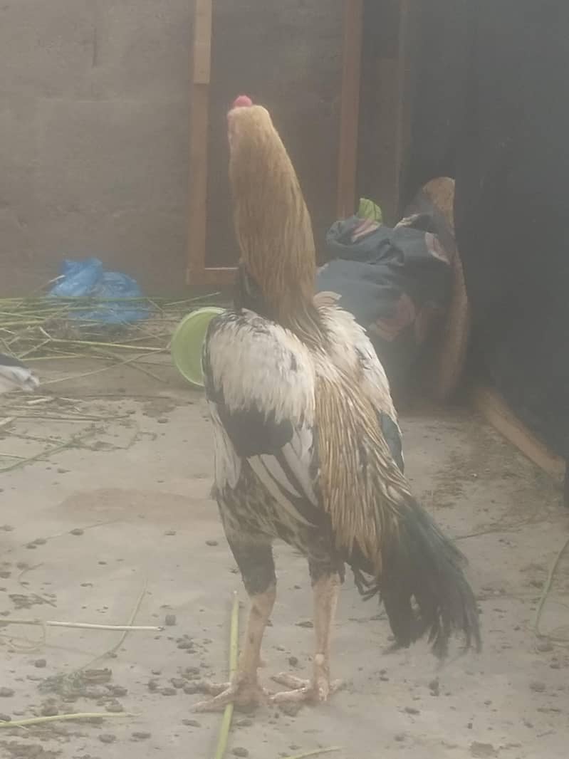 shamo coross pttaha, VIP braidar khari rakht pattha o3152041402 - Hens ...