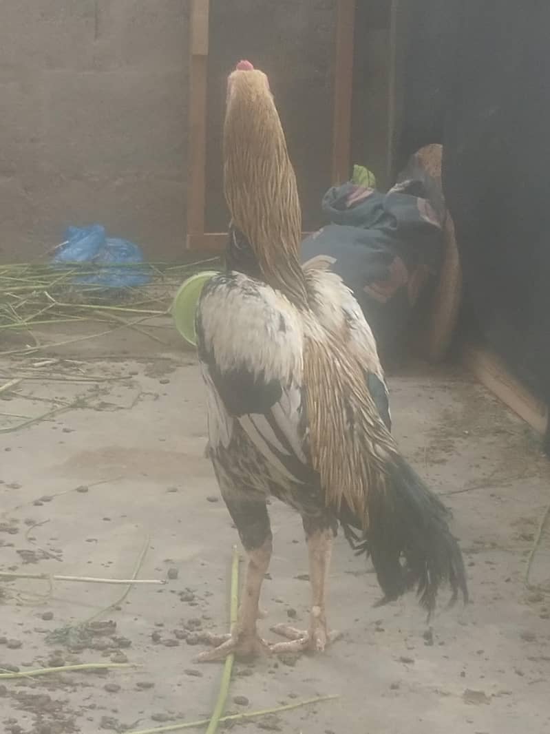 shamo coross pttaha, VIP braidar khari rakht pattha o3152041402 - Hens ...