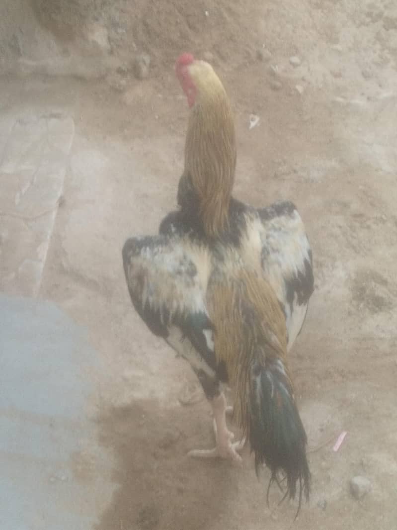 shamo coross pttaha, VIP braidar khari rakht pattha o3152041402 - Hens ...