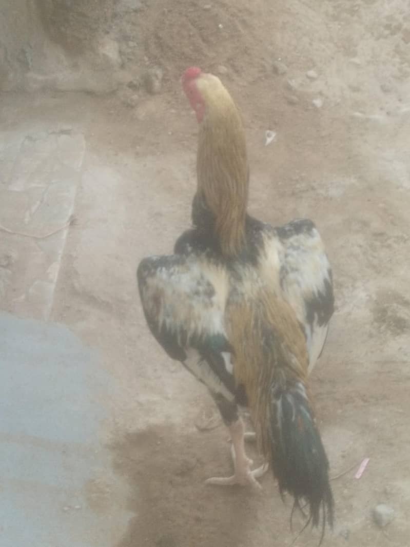 shamo coross pttaha, VIP braidar khari rakht pattha o3152041402 - Hens ...