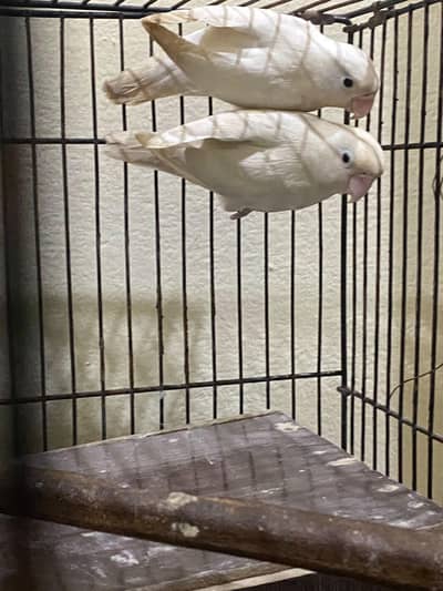 albino black eyes pair white Java Grey Java or Australian parrots