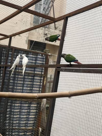 Conure breeder pair with DNA