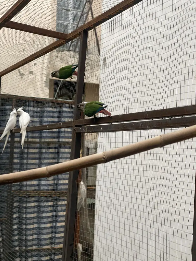 Conure breeder pair with DNA — photo 2