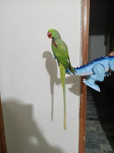 lexandrine Parrot, Greater Rose-ringed Parakeet