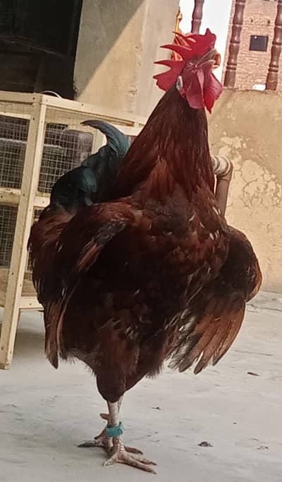 8 to 12 month age .