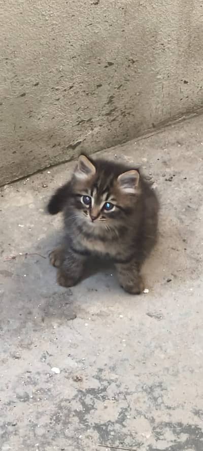 Cat baby sell