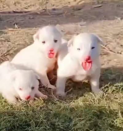 pure Russian puppy's pink nose blue eyes zero size long coat