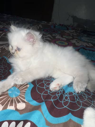 Persian cat