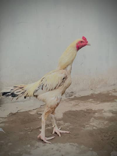 Pure Blood Line Aseel