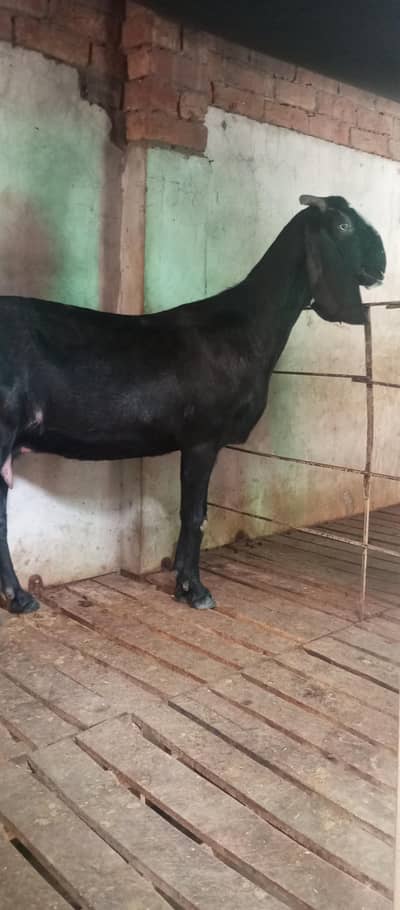 full D shape black betal