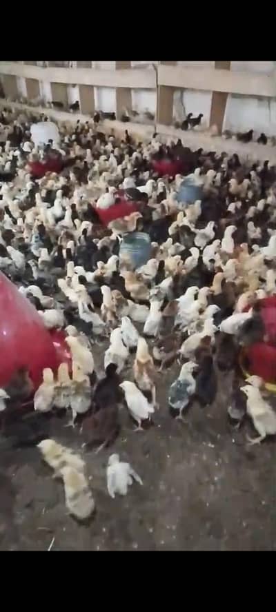 Golden misri chiks available for sale