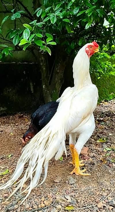 parrot beak and and Shamo eggs and chicks.