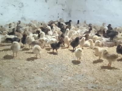 dasi chick age 20day.   num 03234670735