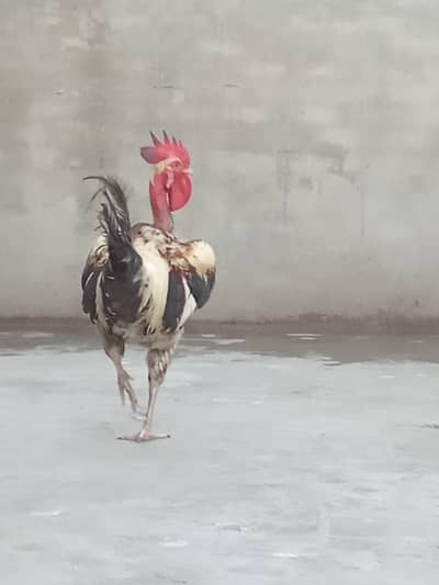 MURGA