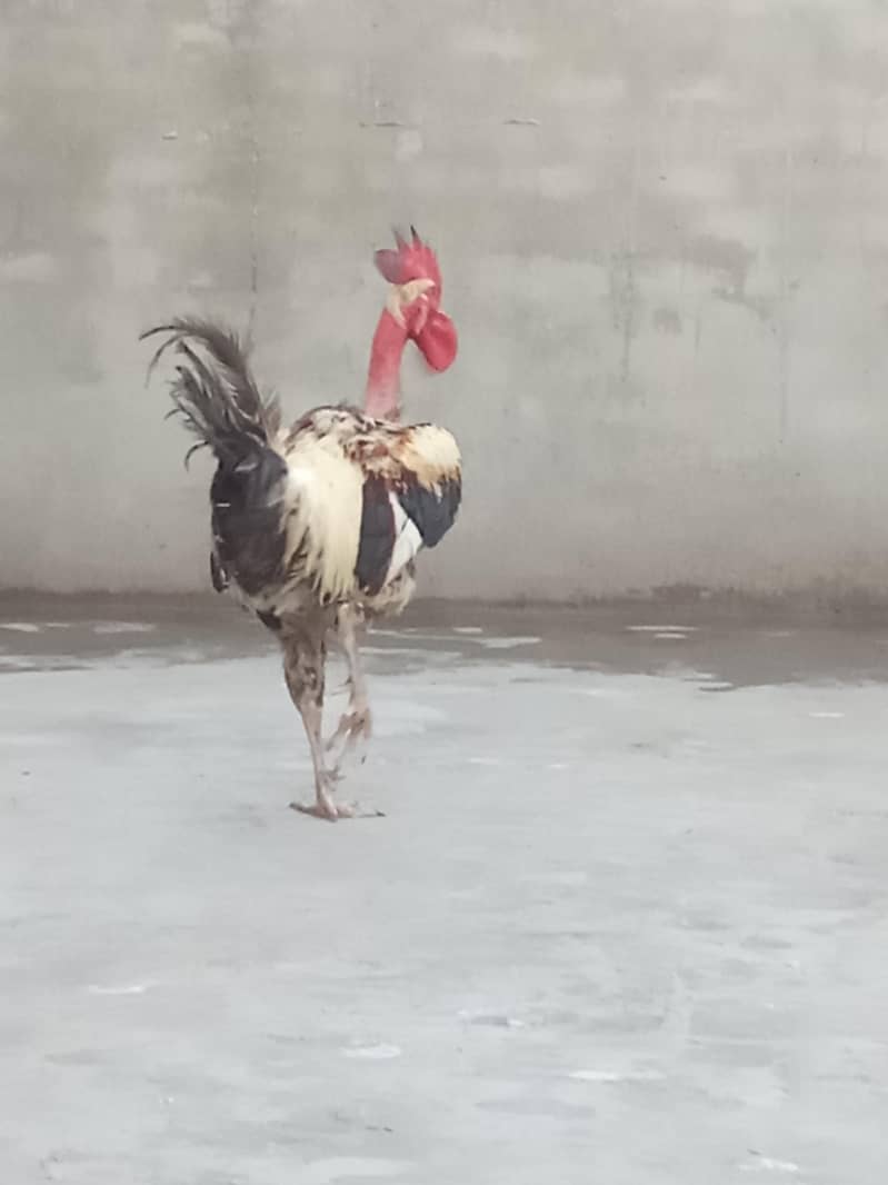 MURGA 1