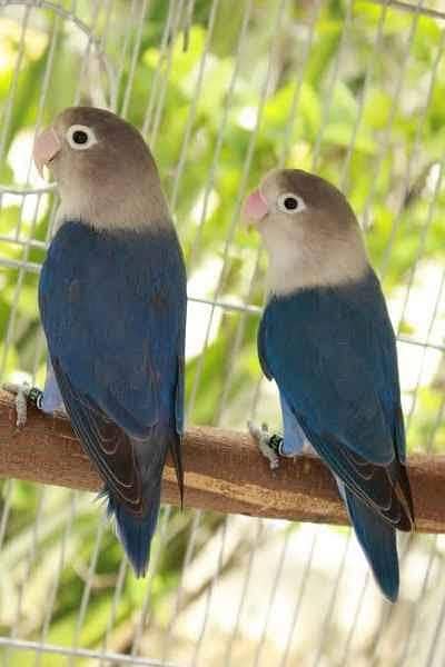 SF Violet Blue Fischer Male