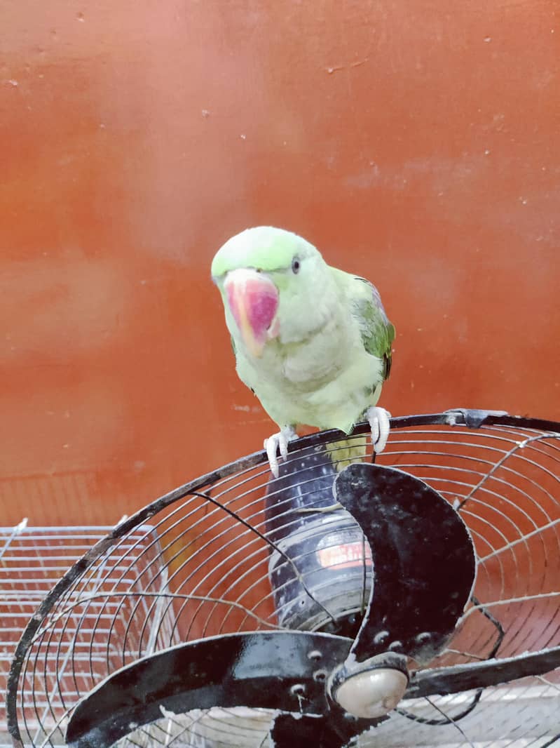 Raw parrot 0