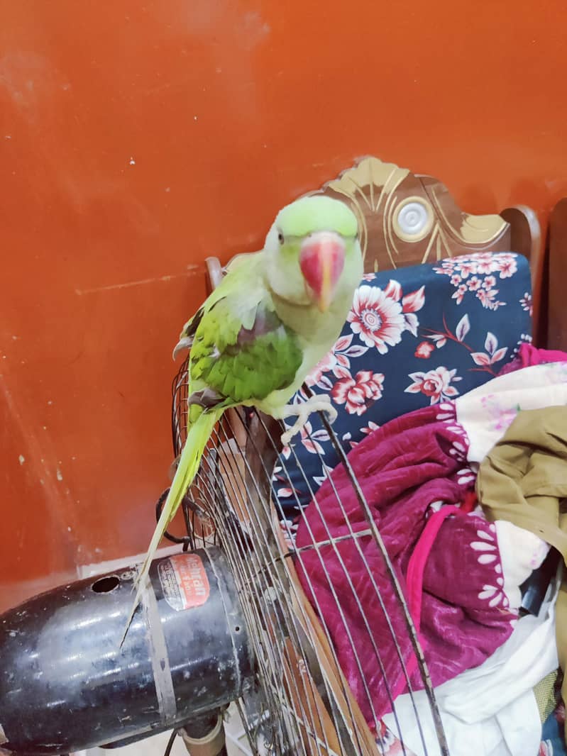 Raw parrot 1