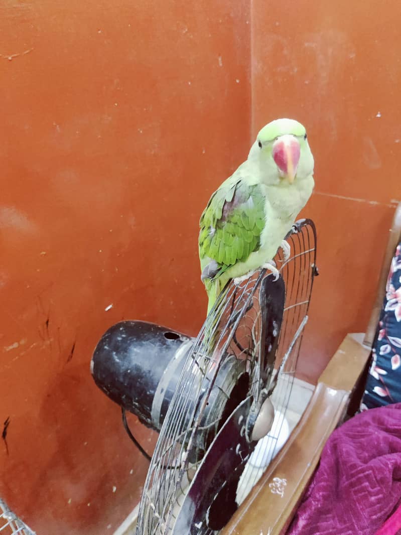 Raw parrot 2