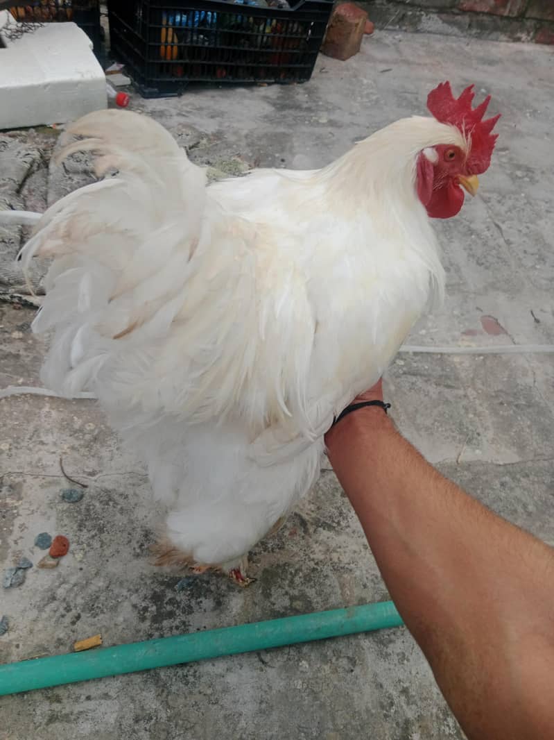 white buff 1