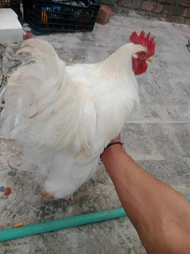 white buff 2