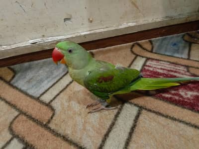 Raw parrot