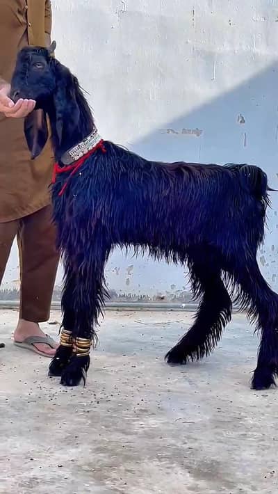 Nachi Bakra