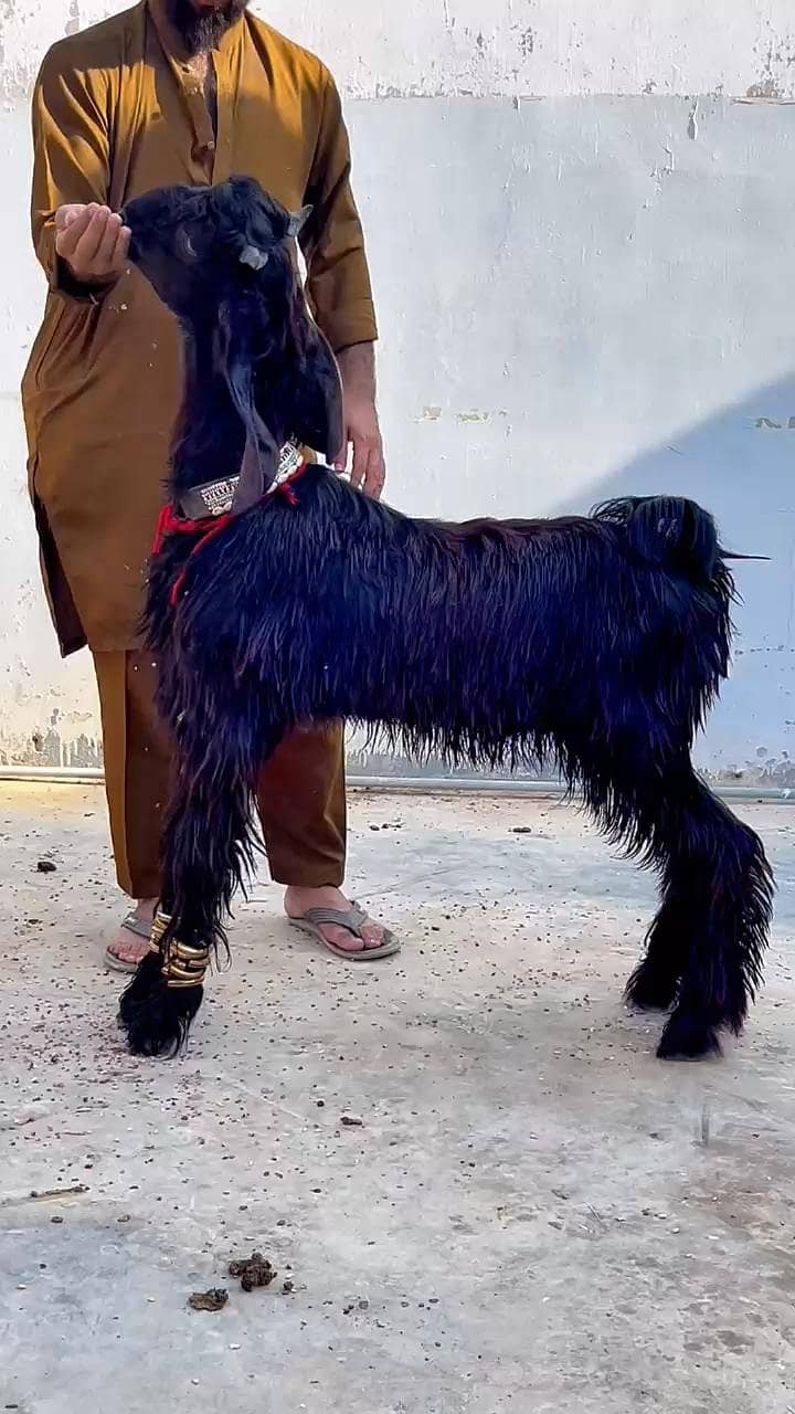 Nachi Bakra 1