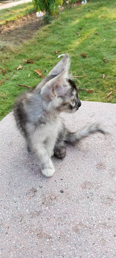 Persian Cat