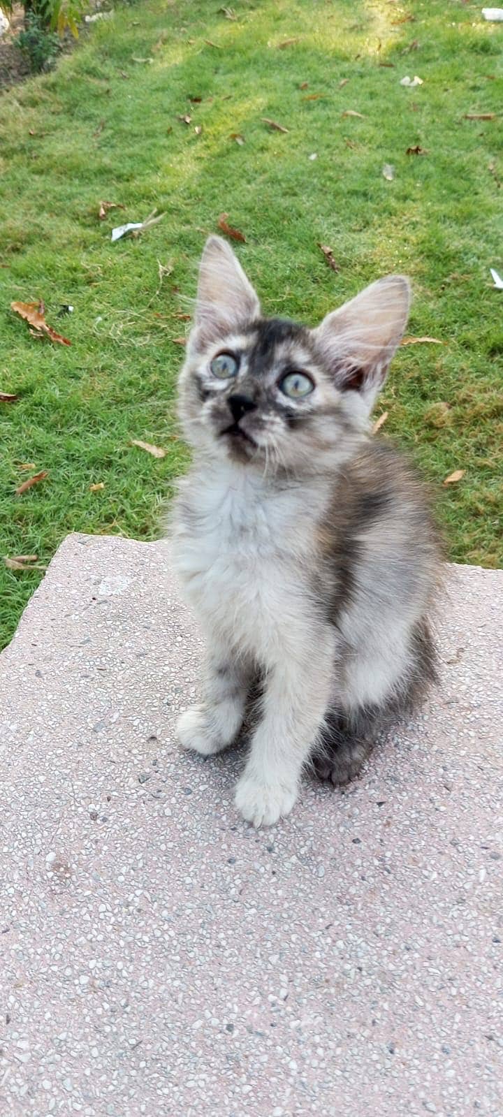 Persian Cat 1