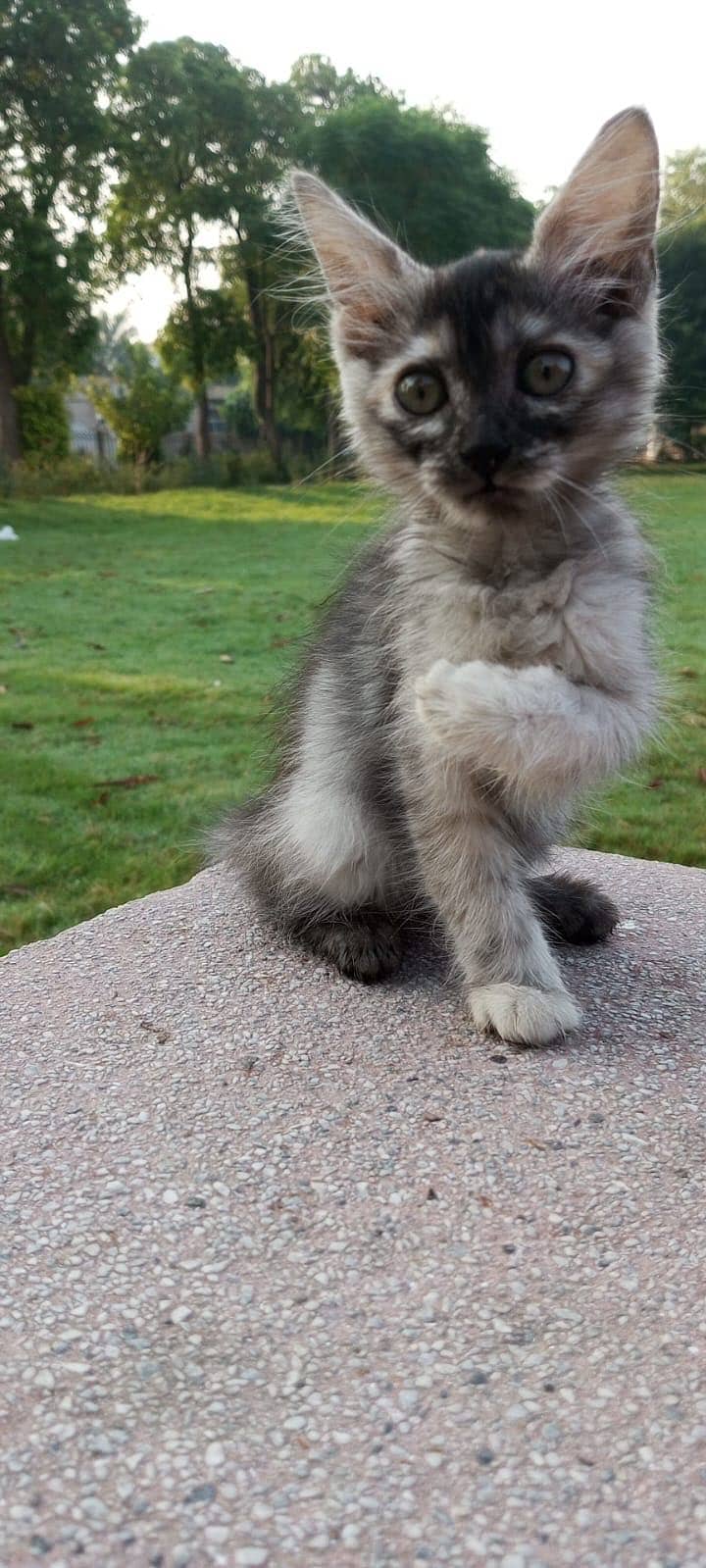 Persian Cat 2