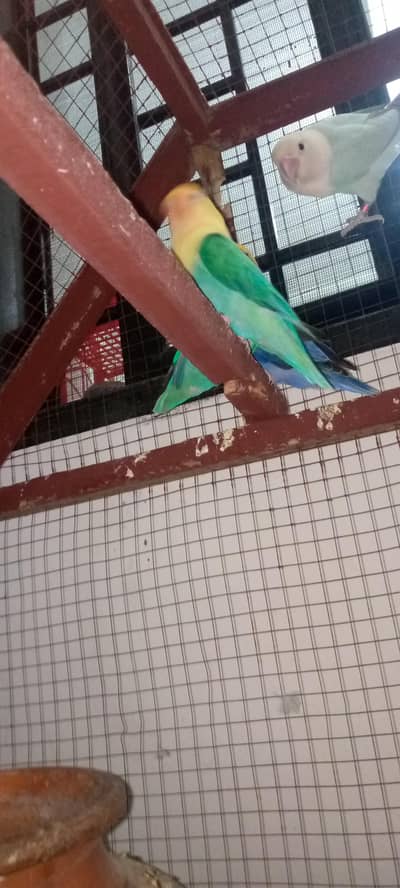 2 Love Bird pair For Sale 5000