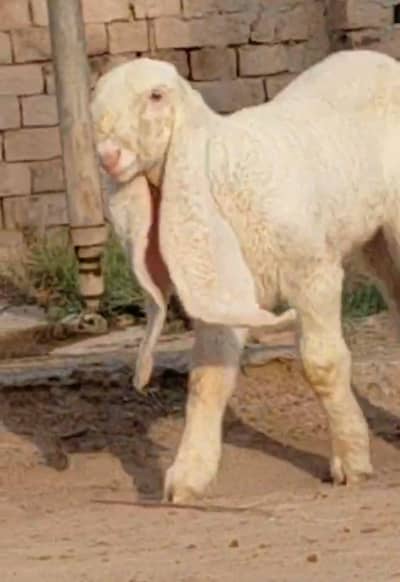 Kaka dumba pure breed long Lambe Kan wala