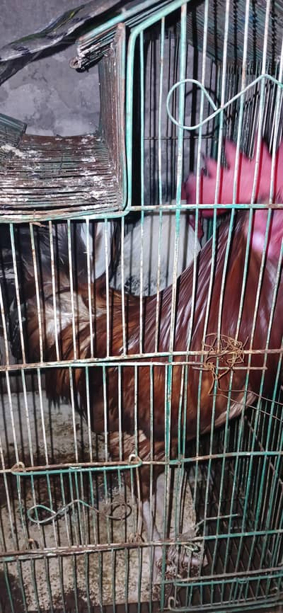 Home-Raised Desi Roosters for Sale