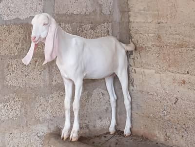 paki khiri