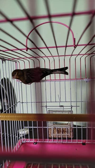 green canary male