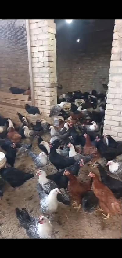 Hens Female