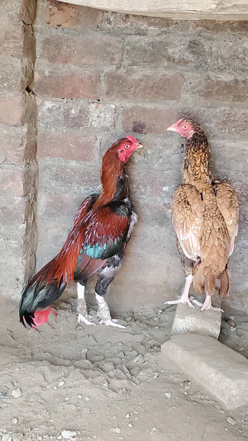 Assel Pair 0