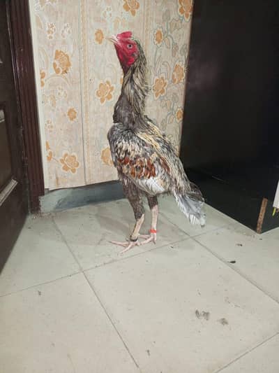 aseel jora for sale