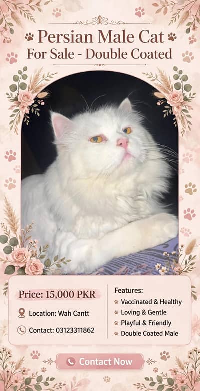 Persian Male Cat sale