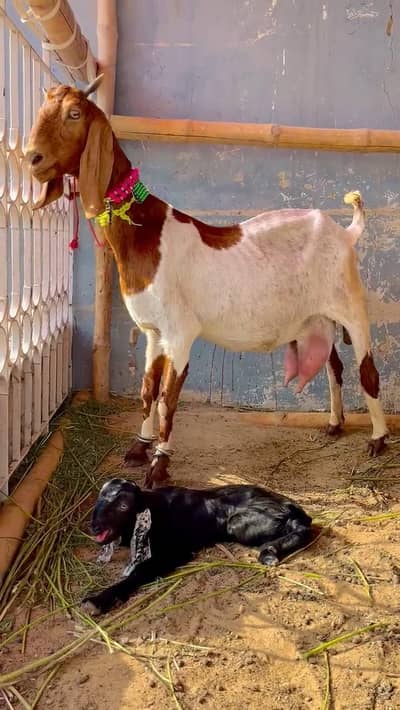 Tapri female with kid