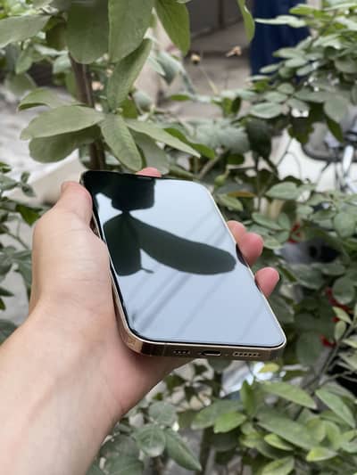 Iphone 12 promax