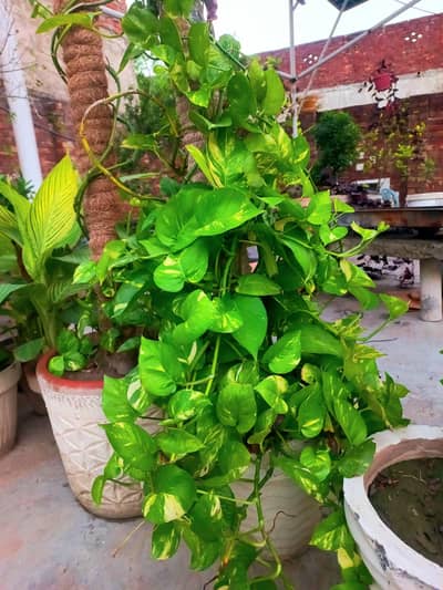 Plants for sell