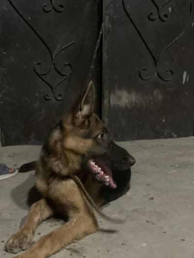 Non pedigree male double coat