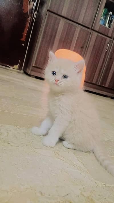 parshion cats