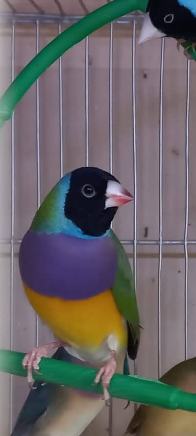Exotic gouldian Finches for Sale