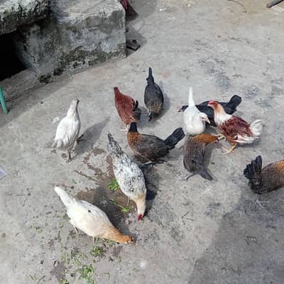 Desi hens pathi patha murga murgi Aseel golden misri parrot finsh