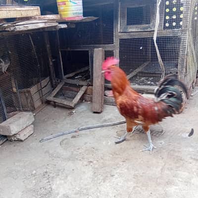 Desi hens murga  Aseel golden misri parrot finsh love birds