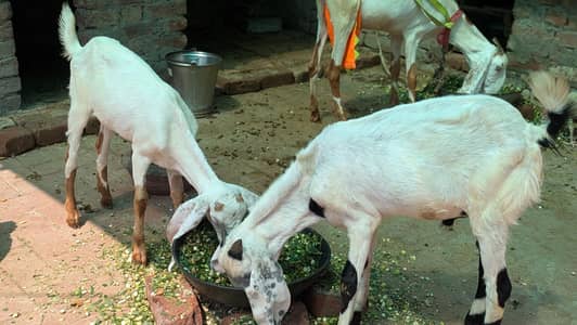 bakri with 2 kids baby 1 female and 1 Male